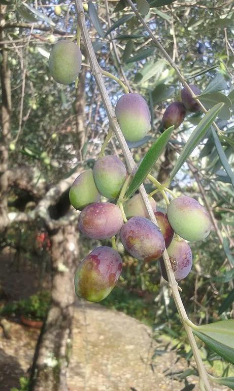 La Fattoria Di Nonna Eugenia Bed and Breakfast Lerici Εξωτερικό φωτογραφία